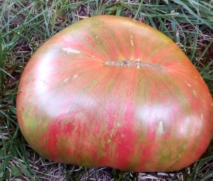 Семена томата сорта Queen Anne (Королева Анна) - Полосатые