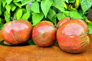 Семена сорта томата Восставший звездный истребитель Лунный свет Блэйна (Rebel Starfighter Blane's Moonlight) - Полосатые