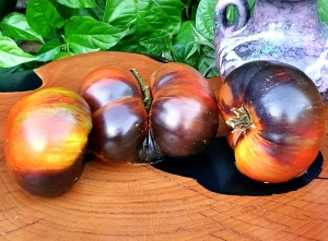 Семена томата сорта Rebel Starfighter Dipper`s Delight (Восставший Звездный Истребитель Восторг Диппера) - Синие