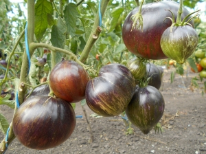 Семена сорта томата Rebel Starfighter Prime (Главный Мятежник Старфайтер) - Полосатые