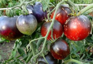 Семена томата сорта Red Charcoal (Красный уголь) - Синие