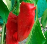 . Перец Red Horn Bull