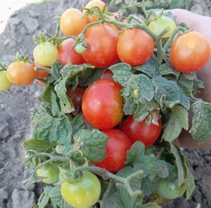 Сорт томата Red Robin (Красный Робин) - комнатные горшечные