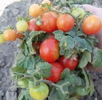 . Red Robin (Красный Робин)