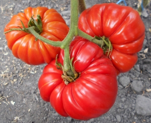 Семена сорта томата Riccio Di Parma (Кудрявая Парма) - Фигурно – ребристые и фаршировочные («стаффер» сорта)