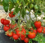 . SMFL (SuperMultiFloraLicious) (Тип мультифлора)