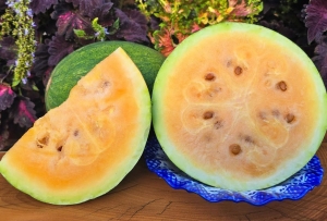 Семена арбуза сорта Sweet Siberian (Сладкий сибирский)