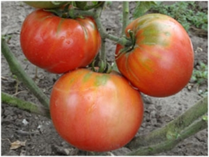 Семена томата сорта Sabre (Сабля) - Гиганты розовые