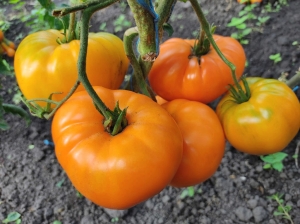 Семена томата сорта Sam's Canadian (Канадский Сэма) - Гиганты сердцевидные