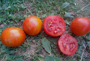 Семена сорта томата Sarandipity - Гномы