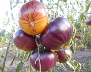 Семена томата сорта Sart Roloise (Сарт ролайз) - Синие