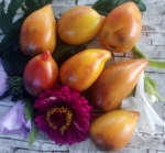 . Sgt. Peppers Bicolor 2 (Сержант Пеппер биколор 2)