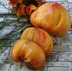 . Sgt. Peppers Bicolor (Сержант Пеппер биколор)