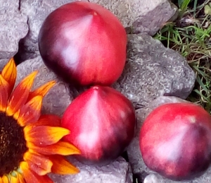 Семена томата сорта Sgt. Peppers Bluehills (Синие горы Сержанта Пеппера) - Синие