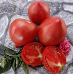 . Sgt. Peppers Pink Version (Сержант Пеппер розовая версия)