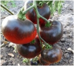 . Siberian Panther (Сибирская пантера) 