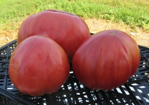 Семена сорта томата Slankard's - Гиганты розовые