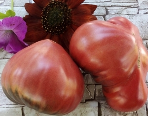 Семена томата сорта Strawberry Sgt. Peppers - Синие