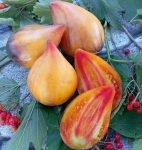 . Strawberry Sgt. Peppers Blue (Клубничный Сержант Пеппер Синий)