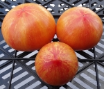 . Striped Pointed Pink + Kozula 133 (Заостренный розово-полосатый + Козула 133) 