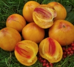 . Striped oxheart (Полосатое Бычье сердце) 