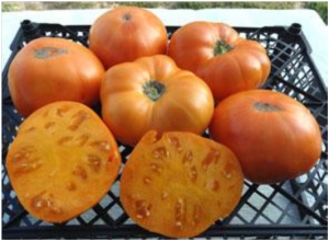 Семена томата сорта Super Nova (Супер Нова) - Гиганты желтые и оранжевые