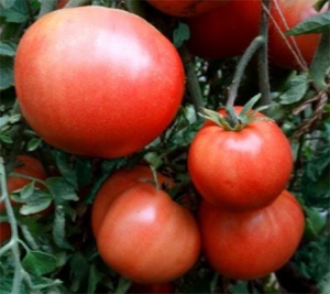 Семена сорта томата Superbec - Низкорослые кустовые