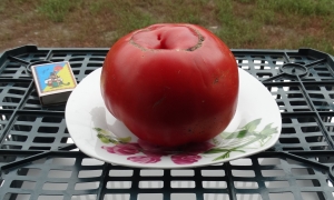 Семена томата сорта Sylvan Gaume - Гиганты красные