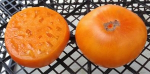 Семена томата сорта Sylvan Gaume Yellow (Сильван Гом желтый) - Гиганты желтые и оранжевые