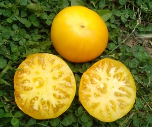 Семена сорта томата TC Jones (ТС Джонс) - Гиганты желтые и оранжевые