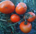 . Texas (Техас)