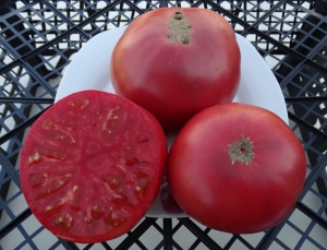 Семена томата сорта Taps (Сортовой, Марочный) - Гиганты розовые