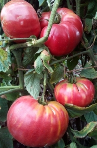 Семена томата сорта Tiffen Mennonite - Гиганты розовые