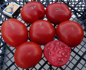 Семена томата сорта TIP-L-CROP - Высокорослые округлые и плоско-округлые