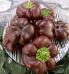 . Перец Tomatenpaprika chocolate (Томатный шоколадный перец)