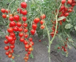 . Tomatoberry (Клубничка)