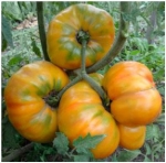 . Tri-color (Трехцветный)