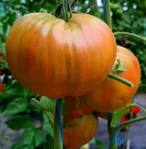 Семена томата сорта True colors (Истинные цвета) - Гиганты двуцветные