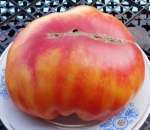 . Tuxhorn's Red and Yellow (Туксханс красно-жёлтый)