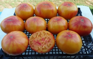 Семена томата сорта Tuxhorn's Red and Yellow (Туксханс красно-жёлтый)