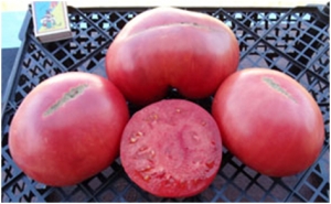 Семена томата сорта Valena Pink (Розовый Валена) - Гиганты розовые