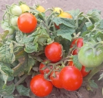 . Вилма (Vilma)