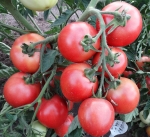 . Weapons of Mass Destruction