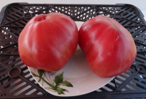 Семена томата сорта Wedekind Heirloom Pink (Розовая реликвия Ведекинда) - Гиганты розовые