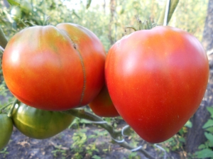 Семена сорта томата Wes (Уэс) - Гиганты сердцевидные 