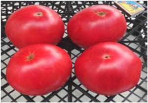 Семена томата сорта West Virginia Straw (Западно-Вирджинский соломенный) - Гиганты розовые