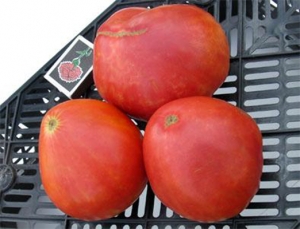 Семена сорта томата Конфета западной Вирджинии (West Virginia Sweetmeat) - Гиганты сердцевидные 