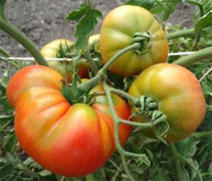 Семена томата сорта Wood’s Famous Brimmer (Известный лес Бриммер) - Гиганты розовые