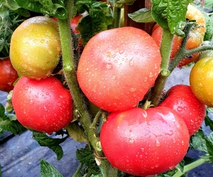 Семена томата сорта Yukon Quest (Юкон Квест) - Гномы