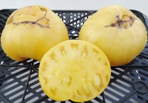 Семена томата сорта Yellow 1884 Pinkheart - Супер - гиганты